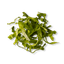 Romaine Lettuce